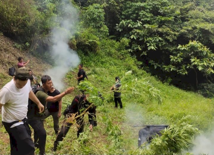 Sat Brimob Polda Sumut Musnahkan Ladang Ganja di Mandailing Natal