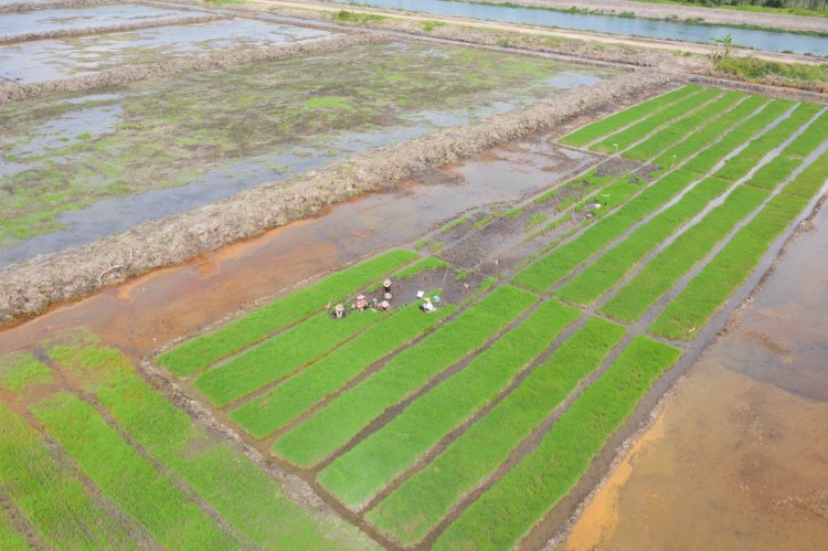 Perkuat Ketahanan Pangan, Pemerintah Luncurkan Program Cetak Sawah