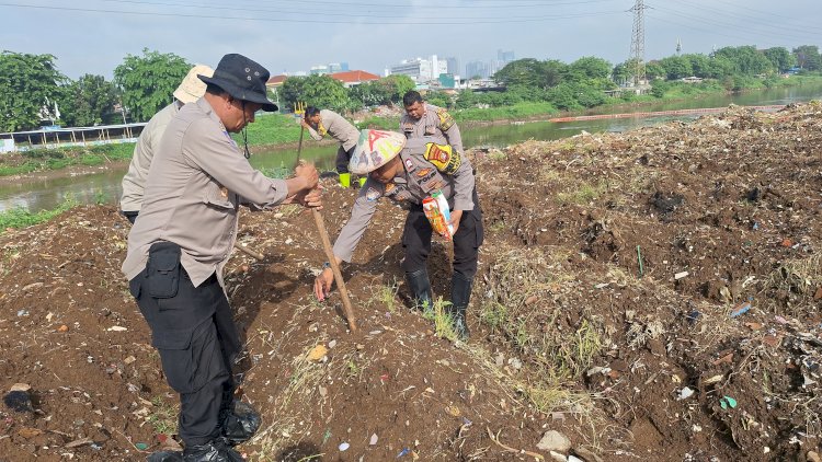 Jaga Ketahanan Pangan Polsek Metro Tanah Abang Tanam Jagung Di Bantaran Kali Ciliwung
