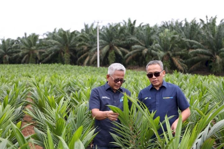 Program Pendanaan Melalui BPDPKS dan KUR Bunga Rendah, Bantu Petani Jalankan Program Swasembada Beras