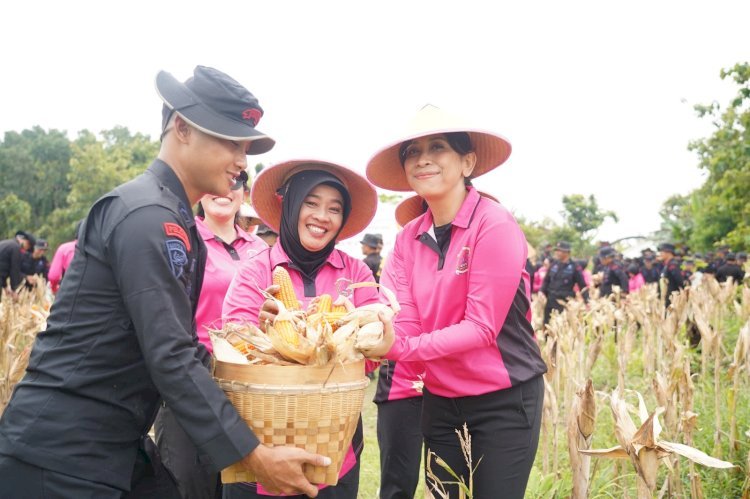Sat Brimob Polda Jateng Panen Raya di Sragen, Dukung Ketahanan Pangan Nasional