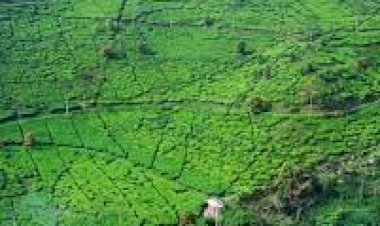 Tempat Hiburan Malam di Kawasan Puncak Bogor di Razia Aparat Gabungan TNI dan Polri