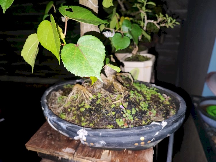 Pencuri Tanaman Bonsai di Pekalongan Diamankan Polisi