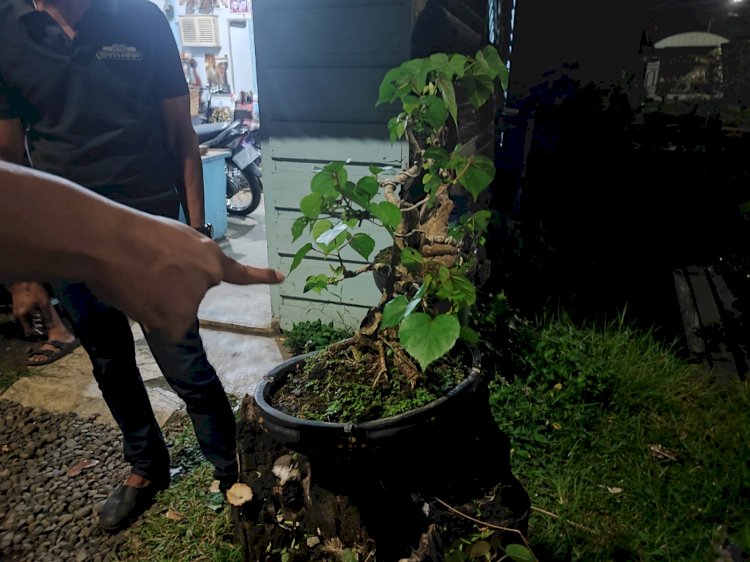Pencuri Tanaman Bonsai di Pekalongan Diamankan Polisi