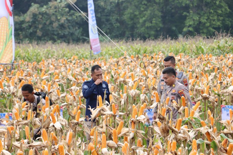 Polres Grobogan Sukses Gelar Panen Raya Jagung di Lahan 274 Hektare