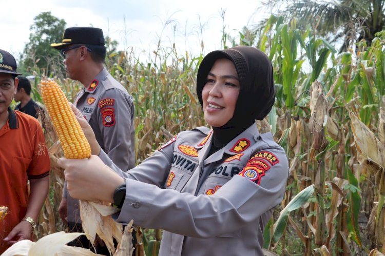 Keberhasilan Program Ketahanan Pangan Nasional: Sinergi Kolaboratif Menuju Swasembada Jagung 2025