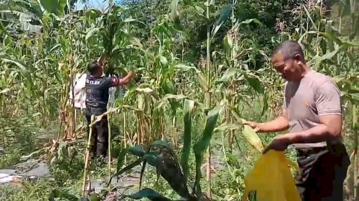 Dukung Ketahanan Pangan, Polsek Kajen Panen Jagung di Lahan Pekarangan