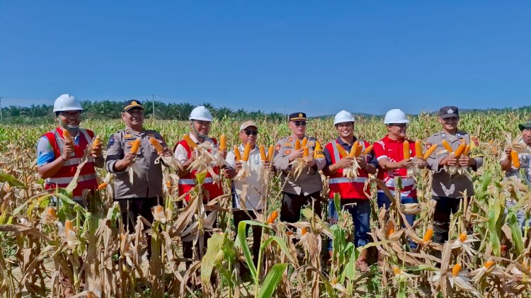 Program Gugus Tugas Ketahanan Pangan, Polda Jambi Sukses Panen Jagung di 6 Polres